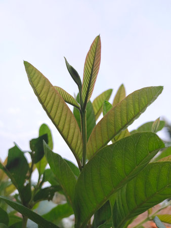Close up photo of bright green guava plants in the yard on the side of my house, this plant produces guava fruit. It grows many in indonesian soilの写真素材