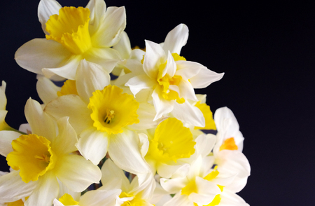 Bouquet of spring flowers on a dark background.の写真素材