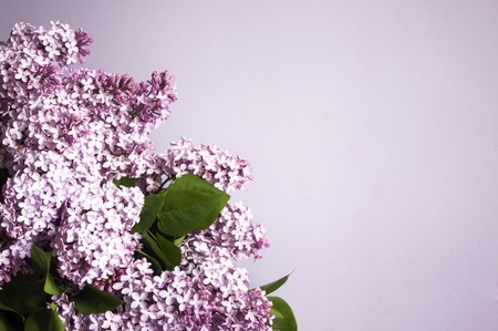 Bunch of lilac flowers on violet background, copy spaceの写真素材