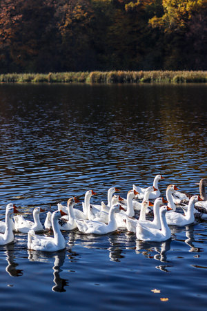 White geese swim in an organized manner on the water. Rural landscape, pond, lake, birds . Photo,...