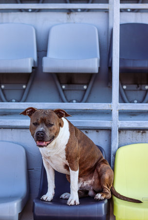 American Staffordshire Terrier of brindle color with white spots sits in the tribune. Amstaff with an open mouth, smiles. Zoo photo portraitの写真素材
