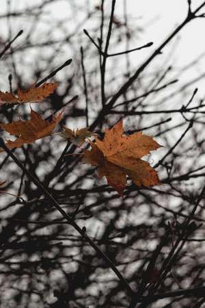 Tree branch with yellow maple leaves. Wet weather, autumn landscape, macro photography. Autumn...