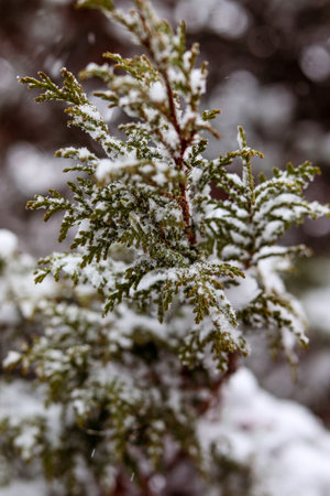Snow-covered thuja branches. Falling snow, landscape, macro photography. Winter photo, wallpaper