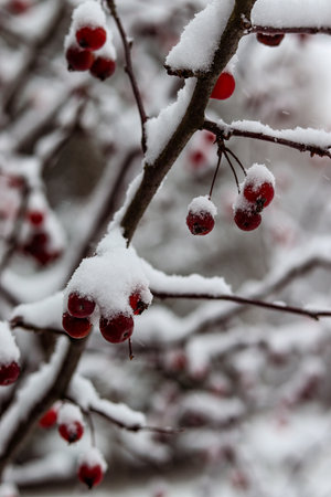 Red berries, apples on the branches under a layer of snow. Falling snow, snowy , macro photography. Winter photo, wallpaperの写真素材