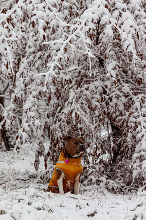 Brindle American Staffordshire Terrier sits in a yellow vest. Amstaff on the background of a snow-covered tree. Winter photo portraitの写真素材