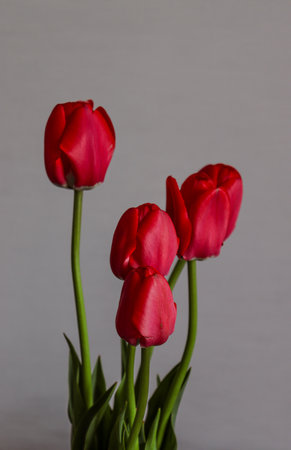 Bouquet of red tulips on a light background. Spring bouquet, March 8. Postcard, photo, holiday, presentation.の写真素材