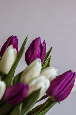 Bouquet of white and purple tulips on a light background. Spring bouquet, March 8, spring, love. Postcard, photo, holiday, presentation.の写真素材