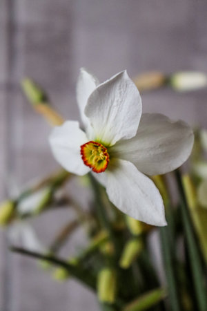 Bouquet of white daffodils on a gray background. Spring bouquet, March 8, spring, love. Postcard, photo, macro photo, holiday, presentation, flower shop.の写真素材