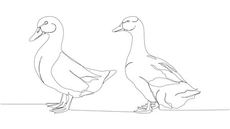 two ducks, poultry, goose one line art. Continuous line drawing of farm, nature, agriculture, farm animals, rural life, ranch.のイラスト素材