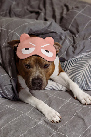 American Staffordshire terrier in bed under a blanket. Photo of a lying pit bull. The dog is resting on a pillow. A dog in a sleep mask. Rest, healthy sleep.の写真素材