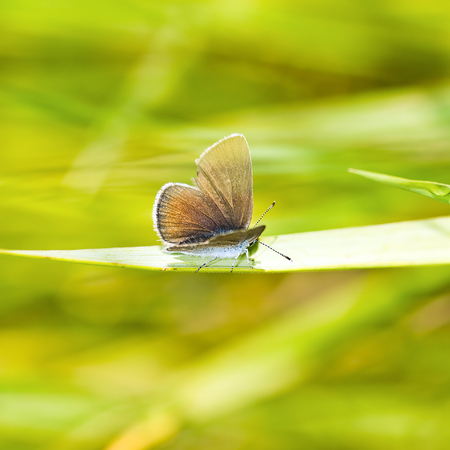 small butterfly at the grass-blade holding at the wind
