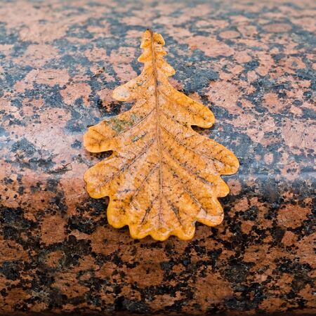 single maple leaf on the edge of marble fronted fountainの写真素材