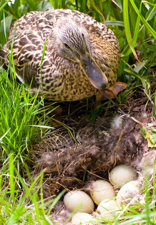 Mother-duck is standing up for her unborn babiesの写真素材