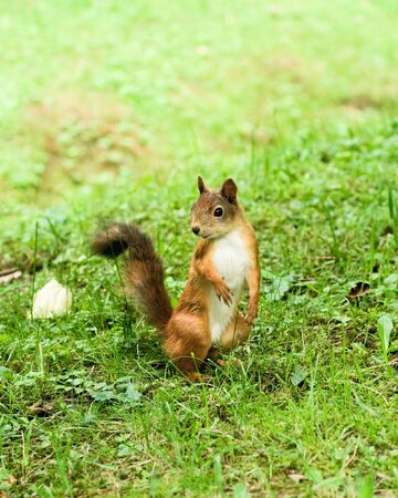 Little curious squirrel at the green park grass in the waitingの写真素材