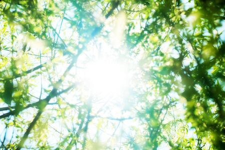 Sunlighted summer foliage backgroundの写真素材