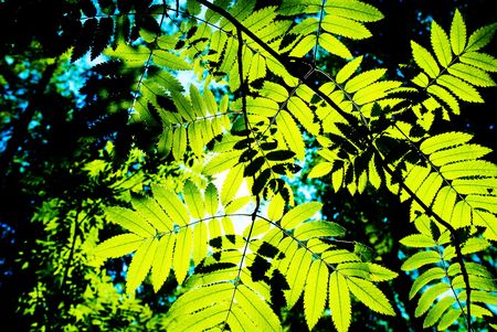 Sunlighted deep summer foliage backgroundの写真素材