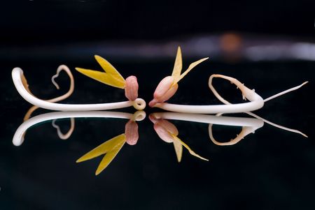 Two home-grown mung sprouts reflected over blackの写真素材