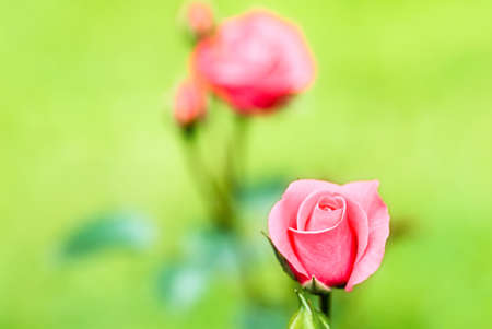 Delicate rose background for wedding and love cardsの写真素材