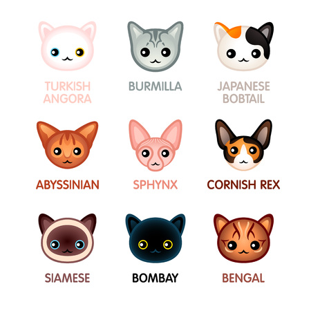 Kawaii cat breed head iconsのイラスト素材