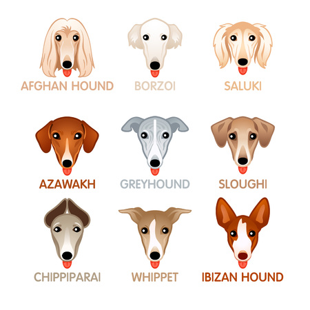 Cute colorful hound dog head iconsのイラスト素材