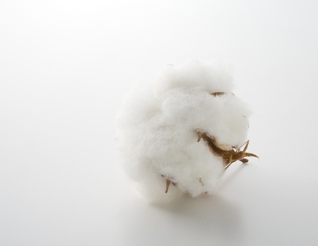 Cotton flower on a white backgroundの写真素材