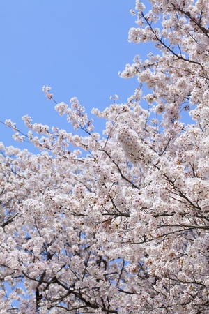 Pink abloom japanese cherry (sakura) blossom in sunny spring day with beautiful bokehの写真素材
