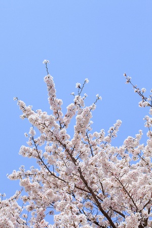 Pink abloom japanese cherry (sakura) blossom in sunny spring day with beautiful bokehの写真素材