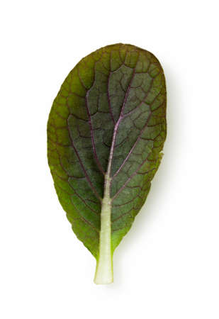 Salad leaves on a white background