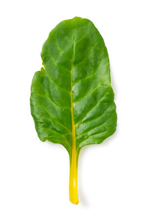 Swiss chard leaves on a white backgroundの写真素材