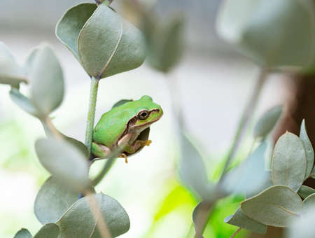 Japanese tree frog on a eucalyptus leafの写真素材