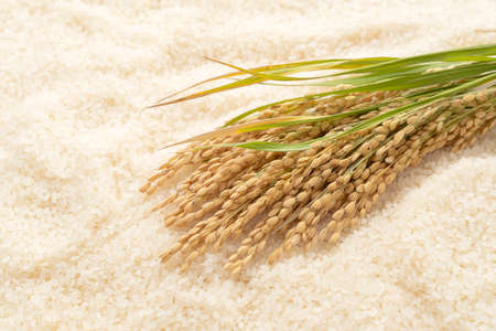 An ear of rice on a piece of white Japanese riceの写真素材
