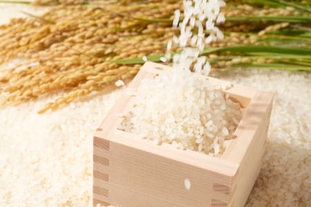 Drop the rice onto the white rice laid out and the masu placed thereの写真素材