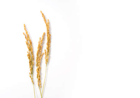 Ears of rice on a white background with copy space