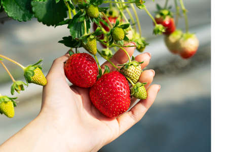 A woman's hand with strawberries being grown hydroponically in a plastic greenhouse. Image of strawberry picking, strawberry harvesting, etc.の写真素材