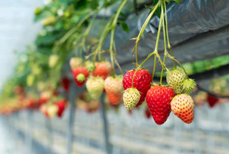 Strawberries grown hydroponically in a plastic greenhouse. Image of strawberry picking, strawberry harvesting, etc.の写真素材