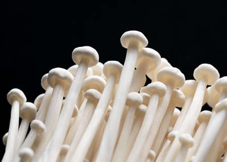 Close-up of Enoki mushrooms on a black background. Texture, image of mushroom.