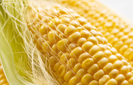 Close-up of a ripe corn grain. Natural pattern of yellow seeds.の写真素材