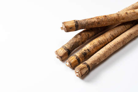 A burdock placed on a white background. Vegetable Material Photoの写真素材