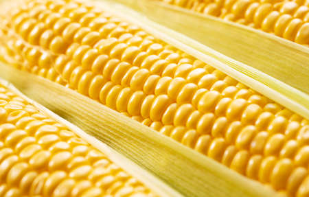 Close-up of a ripe corn grain. Natural pattern of yellow seeds.