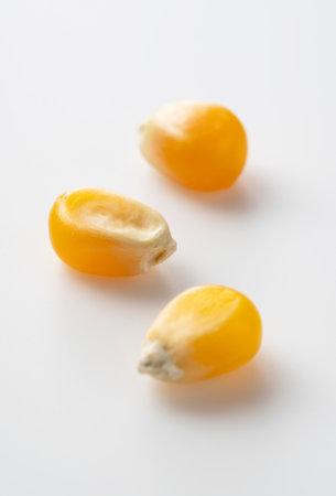 Dried corn kernels placed on white background. Corn for popcorn.