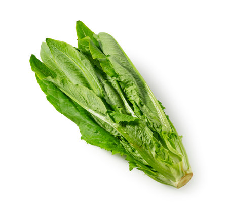Yubakusai placed on a white background. Yubakusai  is a type of leaf lettuce. Yubakusaiãis a Taiwanese and Chinese vegetable.の写真素材