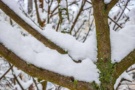 Snow on the tree branches. Winter View of trees covered with snow. The severity of the branches under the snow. Snowfall in nature.の写真素材