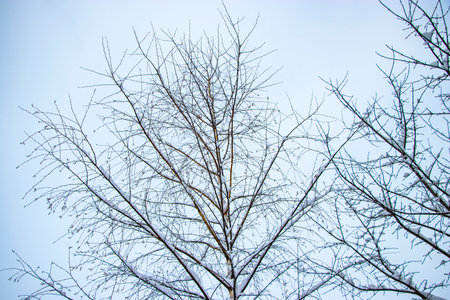 Snow on the tree branches. Winter View of trees covered with snow. The severity of the branches under the snow. Snowfall in nature.の写真素材