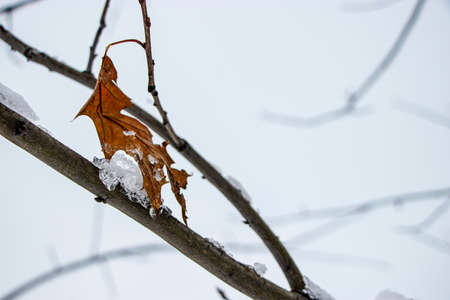 Snow on the tree branches. Winter View of trees covered with snow. The severity of the branches...