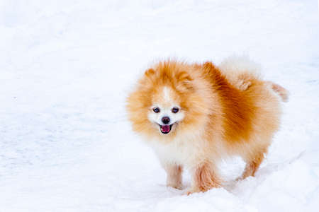 Cute Pomeranian Spitzcan on a snowy winter walk. Domestic pet close-up. A fluffy orange dog with a fox face.の写真素材