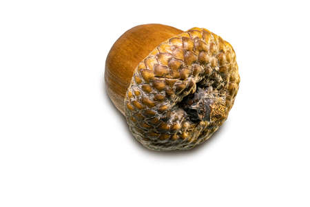 Acorns. Autumn mat life. Natural nature. Oak. Isolated white background. Concept for design