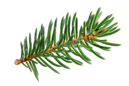 Spruce branch isolated closeup without shell as package design element collection on white background. Branch of a Christmas tree close-up. Christmas and New Year. Full depth of fieldの写真素材
