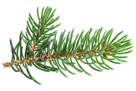 Spruce branch isolated closeup without shell as package design element collection on white background. Branch of a Christmas tree close-up. Christmas and New Year. Full depth of fieldの写真素材