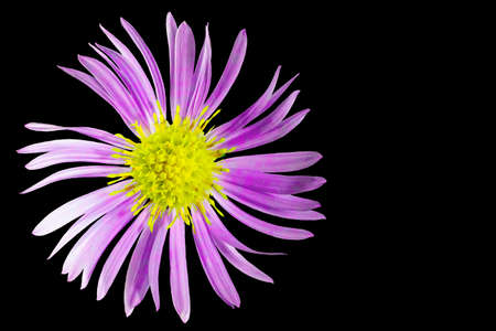 Alpine aster flower. Black isolated background. Close-up. Macro shooting. Concept for printing and designの写真素材