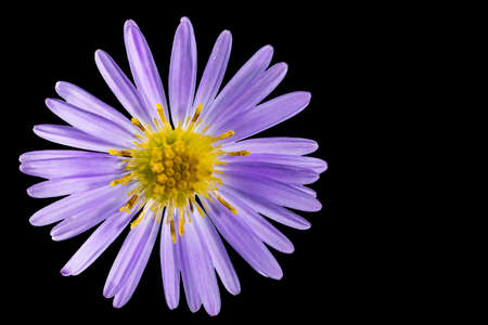 Alpine aster flower. Black isolated background. Close-up. Macro shooting. Concept for printing and designの写真素材